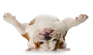Willee Cole;Bigstock